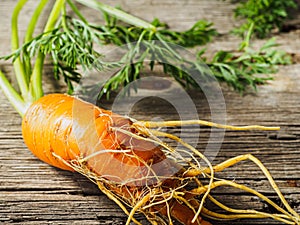 ugly orange carrots green foliage fresh harvest on a wooden surface