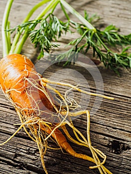 ugly orange carrots green foliage fresh harvest on a wooden surface. Vertical