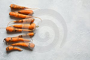 Ugly organic carrot eaten by pests, spoiled, improperly grown. Space for text. Concept natural vegetables