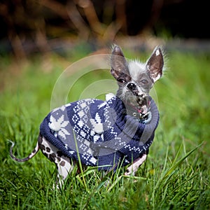 Ugly peruvian hairless and chihuahua mix dog on grass