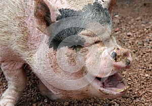 Ugly Pig