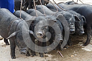 Ugly Piglets for Sale at Market