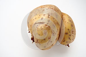 Ugly potatoes on white background. Unnormal vegetable, zero waste. Irregular shaped pratie spud. Influence of dioxins