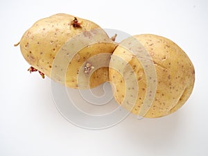 Ugly potatoes on white background. Unnormal vegetable, zero waste. Irregular shaped pratie spud. Influence of dioxins photo