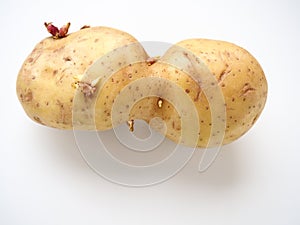 Ugly potatoes on white background. Unnormal vegetable, zero waste. Irregular shaped pratie spud. Influence of dioxins photo