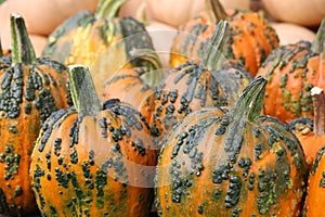 Ugly pumpkins in the color of bright orange and heavy green bumps for sale at outdoor market