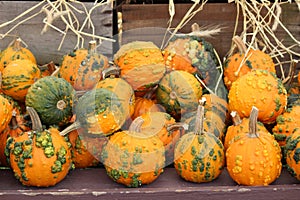 Ugly pumpkins in the color of bright orange and heavy green bumps for sale at outdoor market