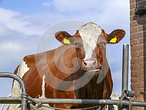 Ugly red ruminating cow behind a metal fence with a stupid expression on her face.