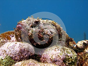 Ugly scorpion fish