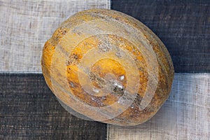 Ugly shaped melon with scar-like structure, scratch on white background