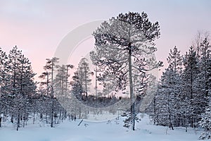 Ugly snow covered pine