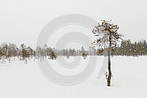 Ugly snow covered pine