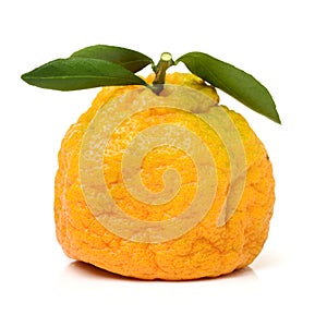 Ugly tangerine