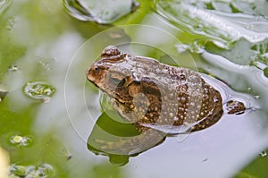 Ugly toad on water lily leaf in water