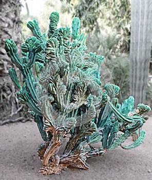 Ugly, unsightly cactus unusual appearance. A cactus is a member of the plant family Cactaceae photo