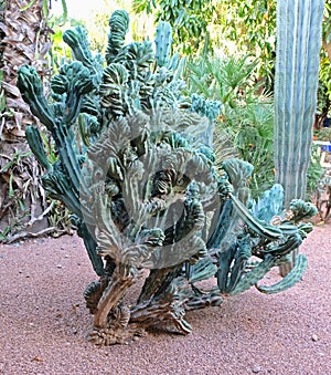 Ugly, unsightly cactus unusual appearance photo