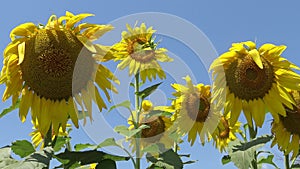 Ugly, unusual, mutant sunflower flower