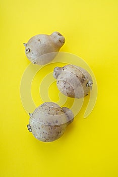 Ugly vegetables, deformed the potatoes in a trendy yellow background