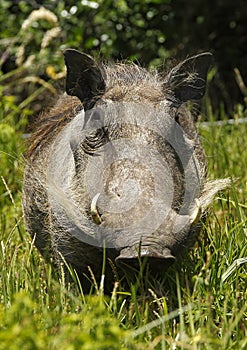 Ugly warthog