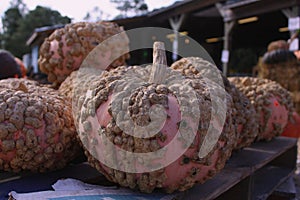 Ugly, Warty Pumpkins at the Produce Stand