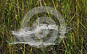 Ugly white cobweb with dew at grass.