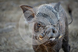 Ugly wild boar