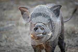 Ugly wild boar