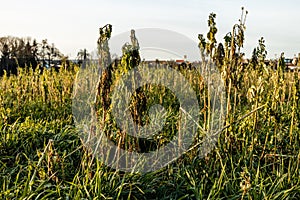 Ugly and withered weed on a harvested crop field late in autumn