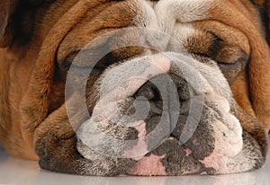 Ugly wrinked english bulldog