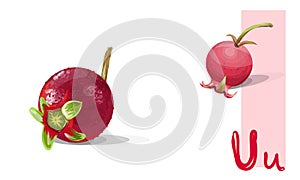 Ugni berry fresh and juicy. Realistic vector of red berry. Healthy nutrition, category fruits