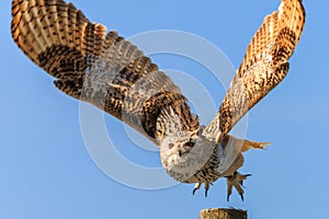 Uhu - European eagle owl flying