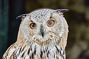 Uhu owl close-up