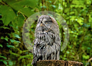 Uhu OWL nature Green Animal