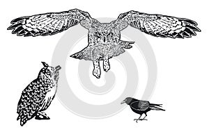 Uhu, owl and raven isolated, illustration