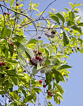 Uicy red cherry on the branches of a tree against the sky