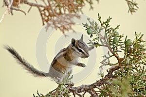 Uinta Chipmunk