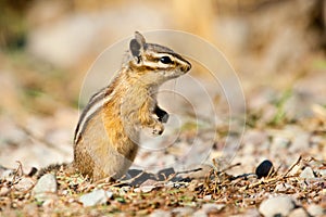 Uinta Chipmunk photo