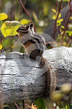 Uinta Chipmunk (Neotamias umbrinus fremonti) photo