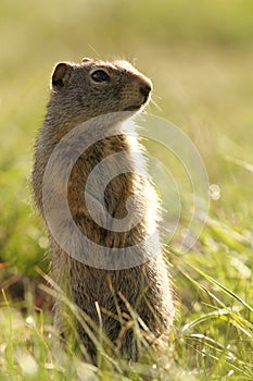 Uinta ground squirrel