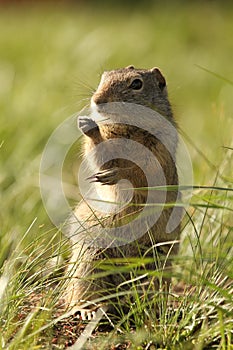 Uinta ground squirrel