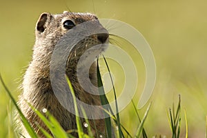 Uinta ground squirrel