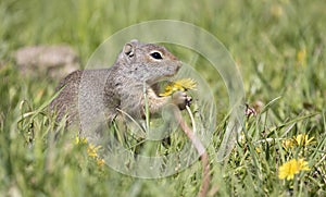 Uinta Ground Squirrel eating yellow flower