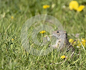 Uinta Ground Squirrel eating yellow flower stem