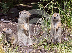 Uinta Ground Squirrel Family