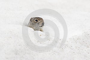 Uinta ground squirrel out of burrow in early spring