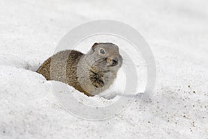 Uinta ground squirrel out of burrow in early spring photo