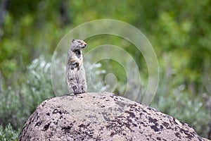 Uinta ground squirrel perching on rock