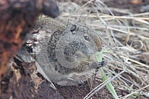 Uinta Ground squirrel Spermophilus armatus 15