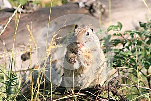 Uinta Ground squirrel Spermophilus armatus 2