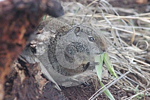 Uinta Ground squirrel Spermophilus armatus 22